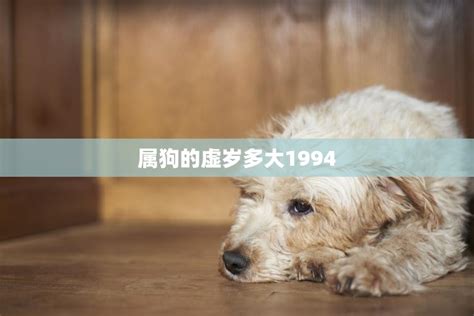 1994狗